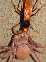 Heteropoda_ZZXYX_D3936_Z_90_Alice Springs_Australie